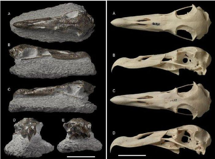 Mới đây, thợ săn hóa thạch nghiệp dư Alastair Johnsonc đã khai quật được những mảnh hài cốt hóa thạch như xương hải âu tại Đảo Bắc của New Zealand.