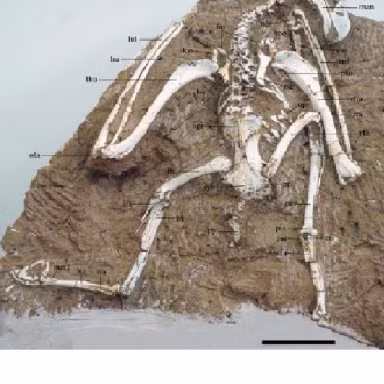 Macronectes tinae là một sinh vật đã tuyệt chủng thuộc về chi hải âu khổng lồ Macronectes, với một số loài to lớn khác còn tồn tại cho tới ngày nay.