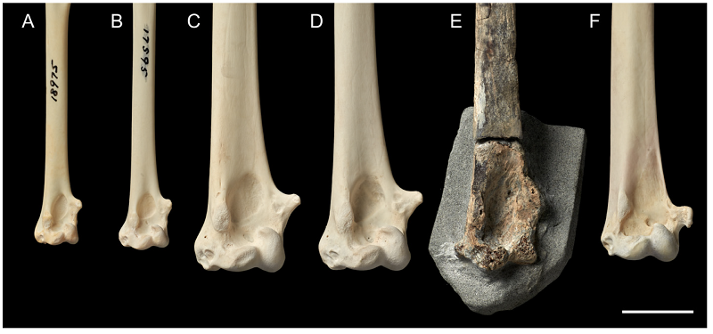 Ông Johnson đã thu thập được hộp sọ vào thời điểm đó, sau 2 năm lại tiếp tục phát hiện xương cánh.