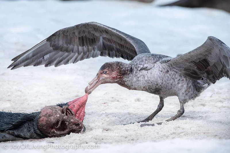 Loài "hải âu quái vật" này sở hữu đôi chân to khỏe, bàn chân rộng và một chiếc mỏ như dao găm.