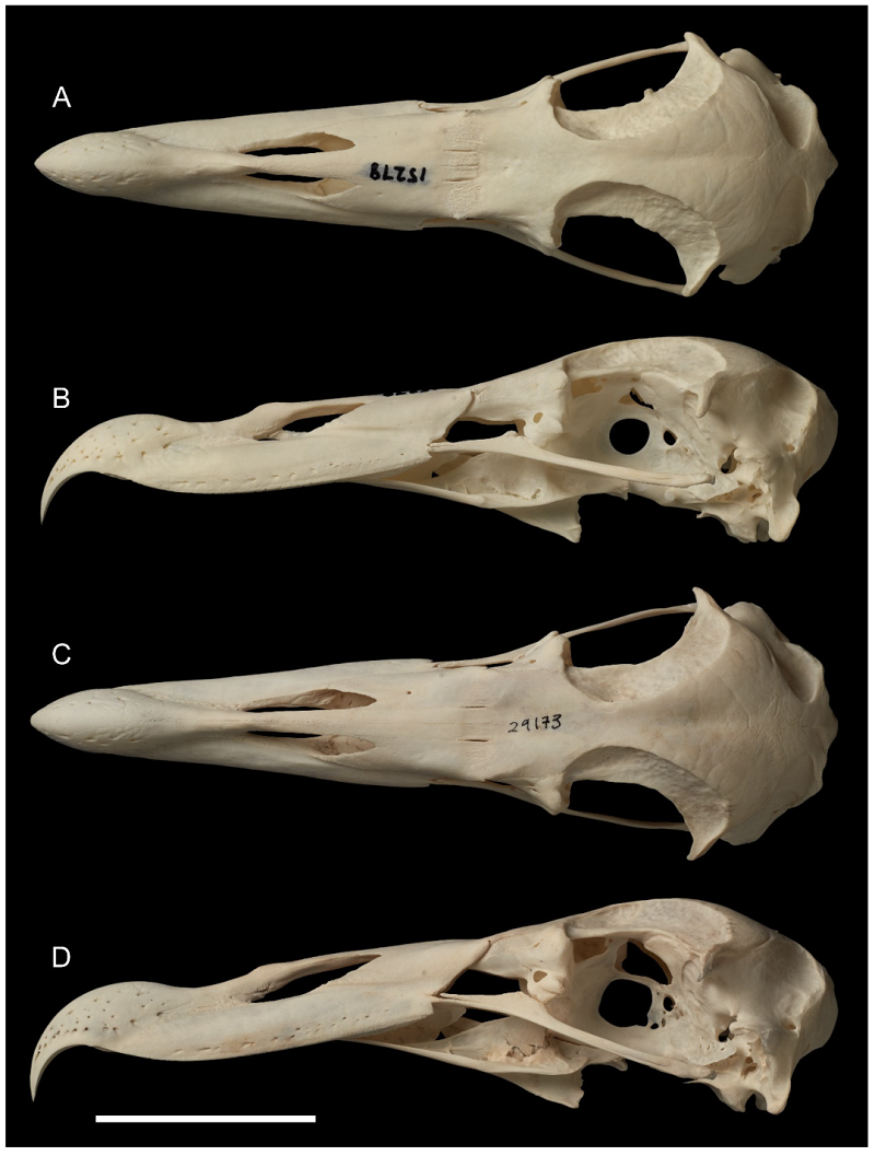 Mẫu vật được đặt tên Macronectes tinae, nhằm vinh danh người bạn đời quá cố Tina King của ông Johnson.