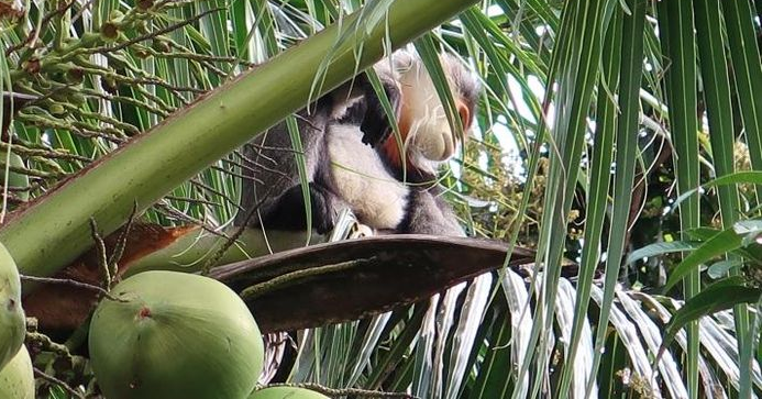 Kết quả kiểm tra cho biết, hiện tại khu vực chùa Quang Sơn có 3 cá thể voọc chà vá chân xám, nặng từ khoảng 7 - 20kg, bụng và lưng có lông màu trắng lẫn đen, lông miệng và má màu trắng.