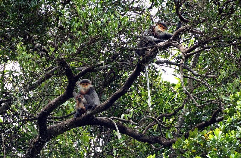 Đồng thời theo dõi, nắm bắt thông tin tình hình di chuyển của các cá thể voọc chà vá chân xám để có biện pháp quản lý, bảo vệ theo đúng quy định.