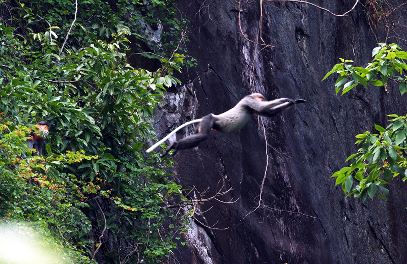 Trường hợp voọc chà vá chân xám vào chùa, nhà dân để phá thì có biện pháp xua đuổi, hạn chế gây tổn thương đến cá thể voọc chà vá chân xám.