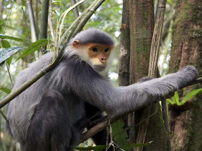 Có một sự trùng hợp là từ ngày 8 đến 13/2, Trung tâm Bảo tồn đa dạng sinh học Nước Việt Xanh (Green Viet) tổ chức cuộc khảo sát để nghiên cứu bổ sung về sự phân bố, số lượng và sinh cảnh sống của loài voọc chà vá chân xám tại rừng phòng hộ huyện Đồng Xuân (tỉnh Phú Yên) nhằm có thêm cơ sở dữ liệu khoa học phục vụ việc quy hoạch, quản lý bảo tồn loài bền vững trên phạm vi toàn quốc.