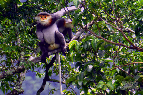 Theo tổ chức này, dựa vào kết quả hội thảo "Xây dựng hướng dẫn kỹ thuật công tác bảo tồn chà vá chân xám giai đoạn 2022-2030, tầm nhìn đến 2050" do Sở Nông nghiệp và Phát triển nông thôn tỉnh Quảng Nam phối hợp với Trung tâm GreenViet và Tổ chức Bảo tồn động thực vật quốc tế tại Việt Nam (viết tắt FFI) tổ chức vào tháng 4/2022, thì khu vực rừng phòng hộ huyện Đồng Xuân là một trong những khu vực có tiềm năng cao về phân bố của loài chà vá chân xám.