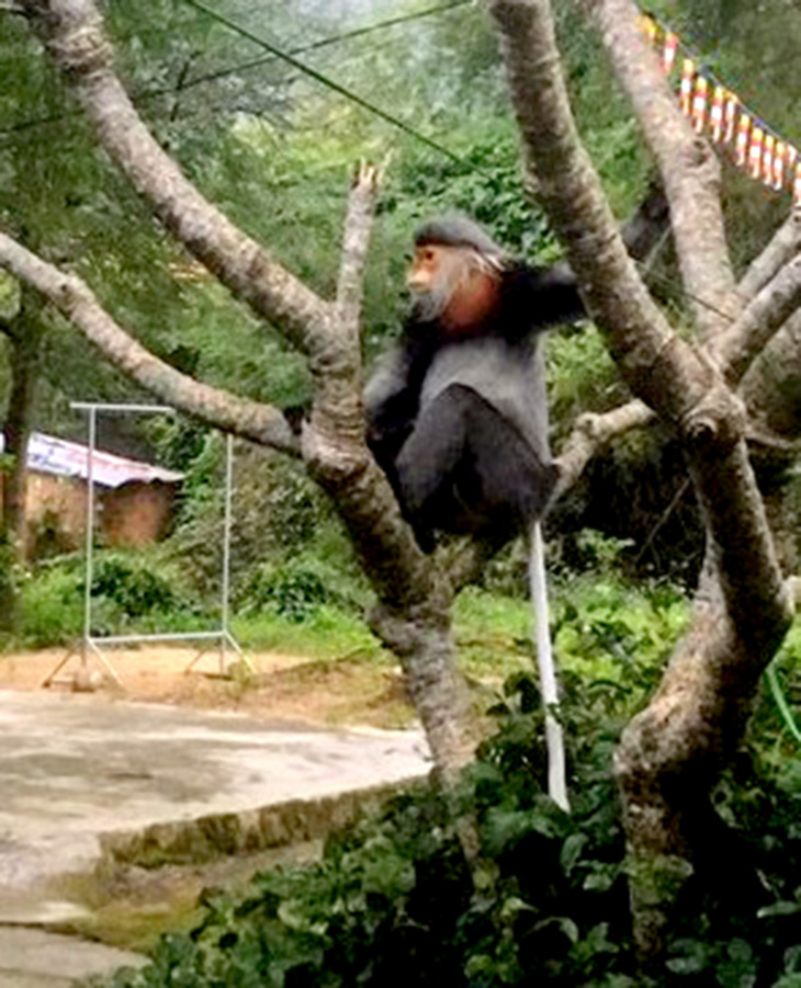 3 cá thể voọc xuất hiện cách đây khoảng 10 ngày và đang di chuyển qua các cành cây trong ngôi chùa trên.