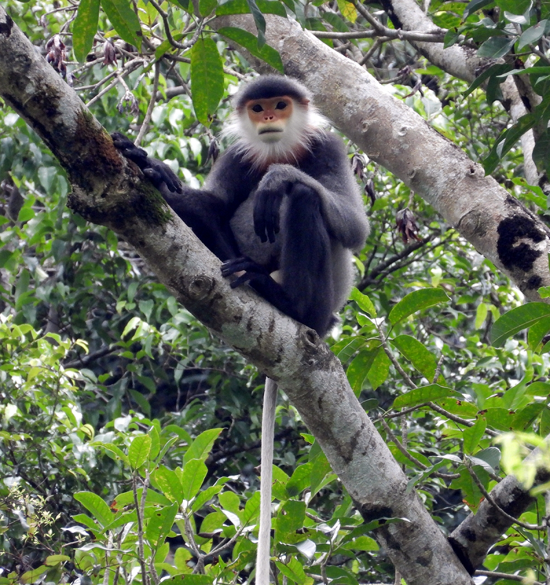 Sở NNPTNT Phú Yên đề nghị ngành chức năng phối hợp với địa phương làm tốt công tác tuyên truyền, bảo vệ voọc chà vá chân xám theo đúng quy định.