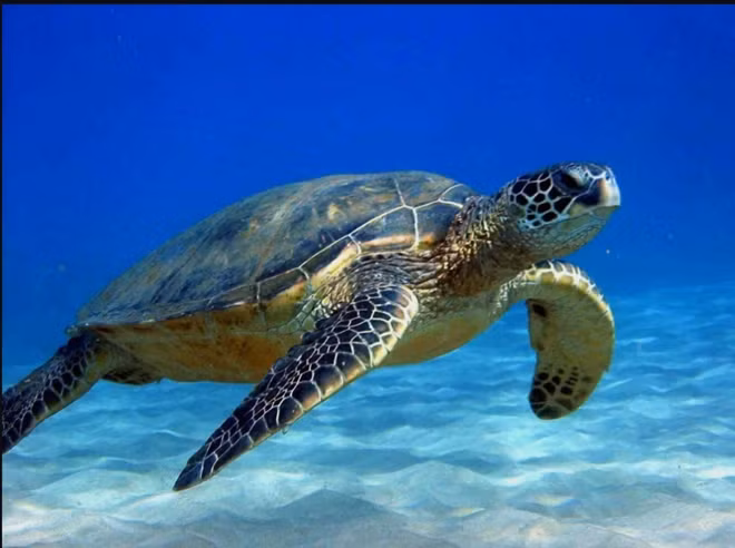 Tuy nhiên, các chuyên gia khác không bị thuyết phục với giả thuyết rằng đảo cực từ có thể dẫn đến sự diệt chủng trên diện rộng của các loài. Điều đáng lưu ý là toàn bộ các loài dựa vào các cực địa từ để di trú, trong đó có ong, cá hồi, rùa, cá voi, có thể bị mất phương hướng trong khi quá trình trên diễn ra.