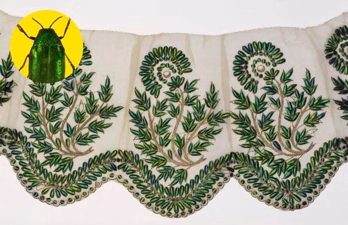 Hàng chục con côn trùng tụ tập với nhau để giao phối, khi chết, chúng để lại cánh cho những người cần thu hoạch. Vậy là người ta dễ dàng thu thập rất nhiều ‘hoa văn’ mà không gây tổn thương đến bọ cánh cứng.