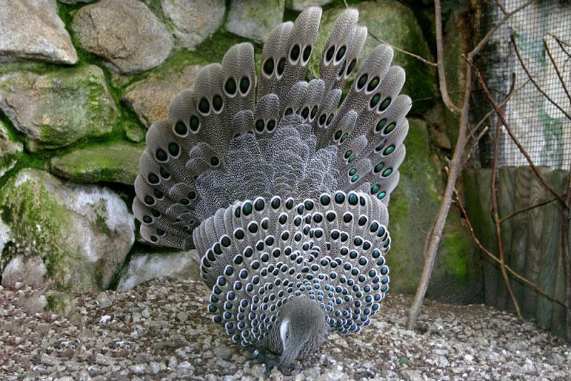 Đây là một loài chim trĩ lớn, dài đến 76 cm, có màu nâu xám có điểm các đốm xanh lá cây, mồng dày và dài, mặt có da đỏ hay hồng, cổ họng có màu tráng, chân màu xám. Con trống và con mái khá giống nhau nhưng con mái nhỏ hơn, màu tối hơn và ít sặc sỡ hơn con trống.