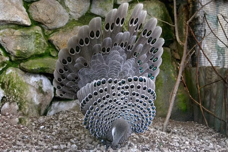 Đây là một loài chim trĩ lớn, dài đến 76 cm, có màu nâu xám có điểm các đốm xanh lá cây, mồng dày và dài, mặt có da đỏ hay hồng, cổ họng có màu tráng, chân màu xám. Con trống và con mái khá giống nhau nhưng con mái nhỏ hơn, màu tối hơn và ít sặc sỡ hơn con trống.