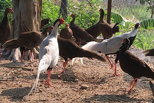 Gà lôi trắng là một loài chim lớn, có chiều dài khoảng 125 cm. Khi còn nhỏ gà trống và gà mái đều mang chung 1 màu lông nâu đen. Khi trưởng thành chim mái giữ nguyên màu lông này (màu lông có thay đổi nhưng không đáng kể).