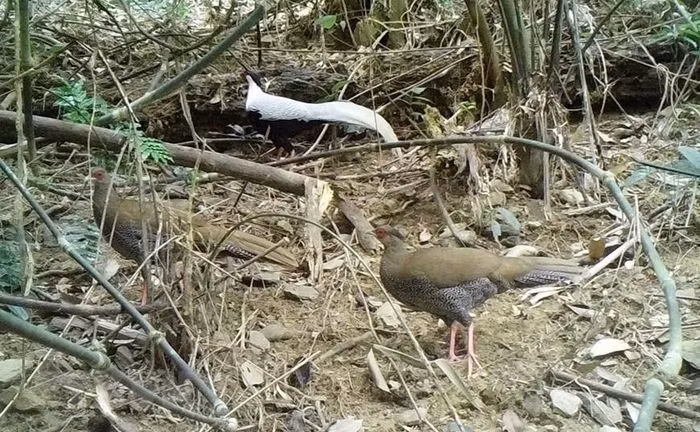 Đến thời điểm này, kiểm lâm viên đã phát hiện 5 cá thể gà lôi trắng và gà tiền mặt vàng tại tiểu khu.