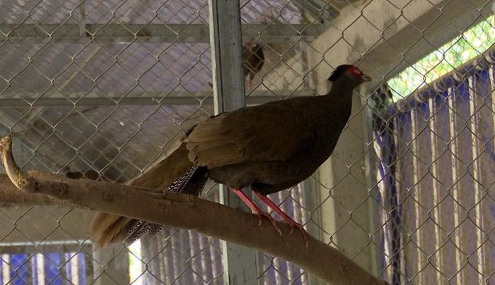 Gà tiền mặt vàng còn được gọi là chim công xám. Chúng tuy nhỏ nhắn hơn nhưng bộ lông cũng khá đẹp và hấp dẫn như chim công. Chính đặc điểm này nên đã thu hút được rất nhiều người nuôi gà mặt tiền vàng làm cảnh, bán thu lời tiền tỷ.