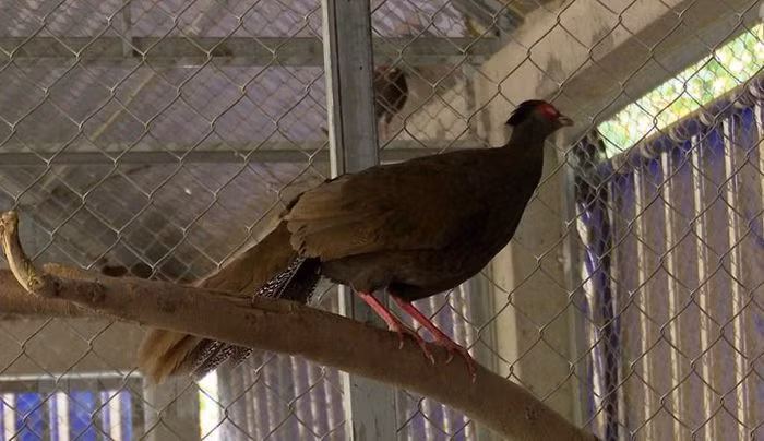 Gà tiền mặt vàng còn được gọi là chim công xám. Chúng tuy nhỏ nhắn hơn nhưng bộ lông cũng khá đẹp và hấp dẫn như chim công. Chính đặc điểm này nên đã thu hút được rất nhiều người nuôi gà mặt tiền vàng làm cảnh, bán thu lời tiền tỷ.