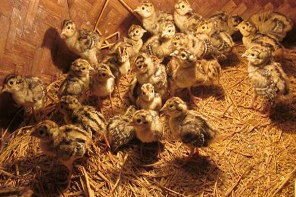 Gà con mới nở cứng cáp, sau khoảng 10-11 tháng gà con có bộ lông giống như gà trưởng thành.