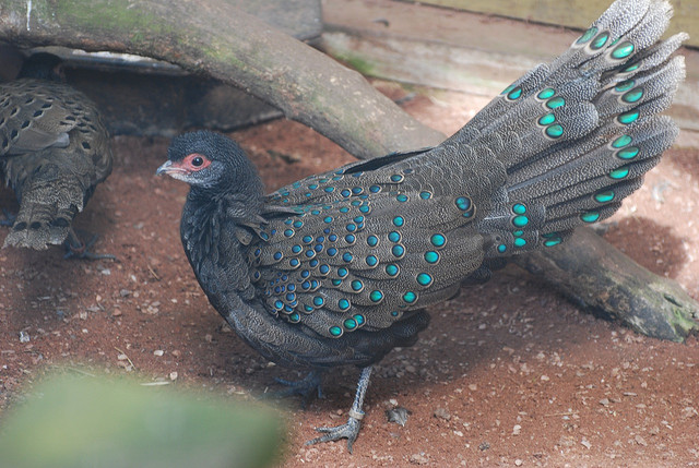 Gà tiền mặt vàng, là một trong bốn phân loài của dòng chim khá nhỏ, sống trên cạn, là loài bản địa ở khu vực Đông Nam Á. Đây là loài trĩ, thuộc chi gà tiền, họ trĩ. So với các loài chim khác.