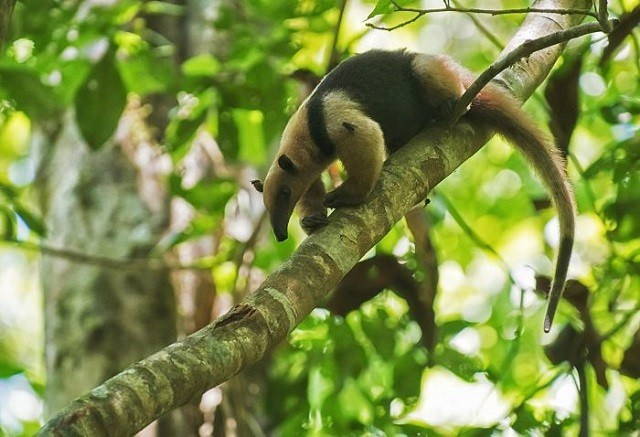 Được biết, mùi hôi này được phát ra từ một tuyến nằm dưới đuôi của thú ăn kiến nhỏ và chúng dùng nó để xua đuổi những kẻ săn mồi.