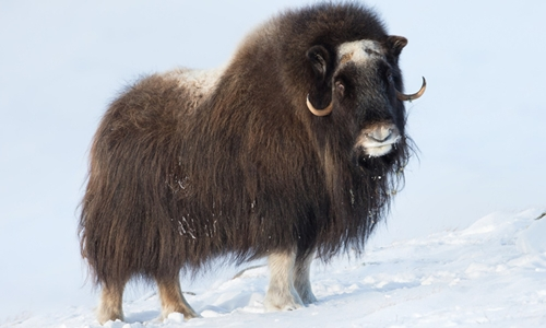 5. Bò xạ hương sống ở Bắc Cực, chúng có một cặp sừng dài, bộ lông dày và có mùi giống như xạ hương. Mùi này được tiết ra từ nước tiểu của con đực. Những con đực sẽ dùng nước tiểu để đánh dấu lãnh thổ của chúng trong mùa giao phối.