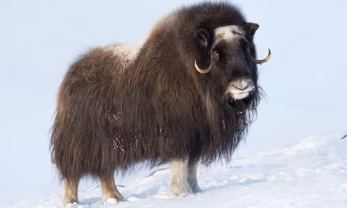 5. Bò xạ hương sống ở Bắc Cực, chúng có một cặp sừng dài, bộ lông dày và có mùi giống như xạ hương. Mùi này được tiết ra từ nước tiểu của con đực. Những con đực sẽ dùng nước tiểu để đánh dấu lãnh thổ của chúng trong mùa giao phối.