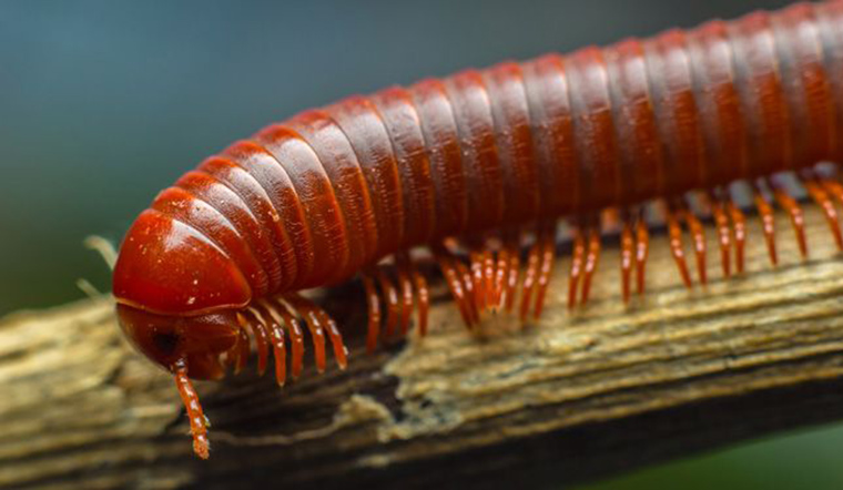 Thậm chí, có loài cuốn chiếu có thể tiết ra chất HCN, một chất cực độc. Lượng độc tố tiết ra bởi một con cuốn chiếu có thể giết chết một con chuột nhắt.