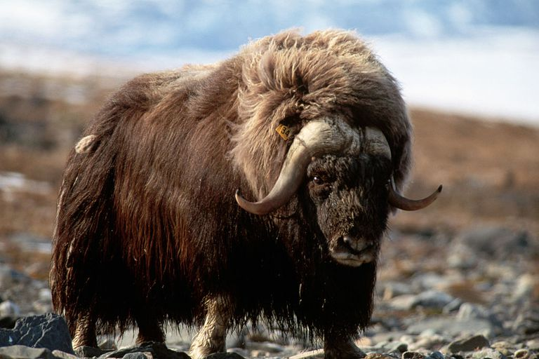 Tuy nhiên, sau khi đánh dấu lãnh thổ, có rất nhiều nước tiểu bị dính vào bộ lông dày của những con đực làm chúng có mùi rất “đáng sợ”.