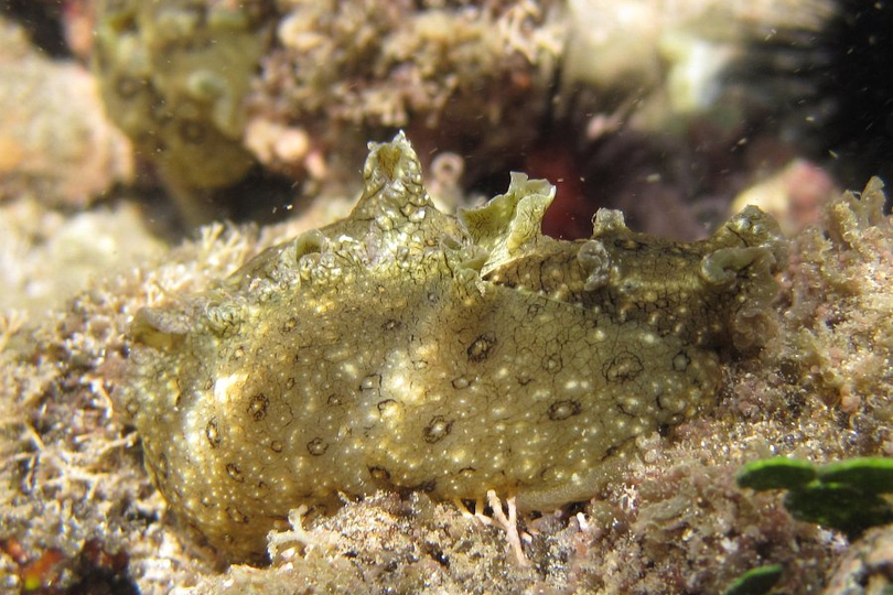 Thỏ biển có thể tránh kẻ thù một cách tiêu cực, nhưng cũng biết phòng ngự một cách tích cực. Trong cơ thể thỏ biển có 2 tuyến dịch: tuyến màu tím ở dưới rìa màng ngoài, khi gặp kẻ địch nó tiết ra dịch màu tía làm cho nước biển ngầu lên màu tím, thoát khỏi tầm nhìn của địch để chạy trốn. Và tuyến độc khác nằm ở trước màng ngoài, có thể tiết ra dịch trắng như sữa mang tính axit, mùi khó ngửi, đó là thứ vũ khí hóa học của nó.