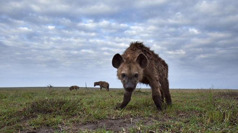Linh cẩu chà xát dầu lên con cùng đàn, hoặc lên lãnh địa của con khác để chiếm lãnh thổ. Mỗi đàn linh cẩu có mùi khác nhau. Khi một con không ở cùng đàn, nó phải tự bôi dầu cho mình, để các thành viên khác nhận ra nó khi trở về.