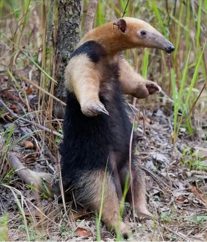 6. Thú ăn kiến nhỏ là loài động vật cực kỳ hôi thối. Trên thực tế, mùi hôi của chúng còn khó chịu gấp 5-7 lần so với các vũng bùn lâu năm.