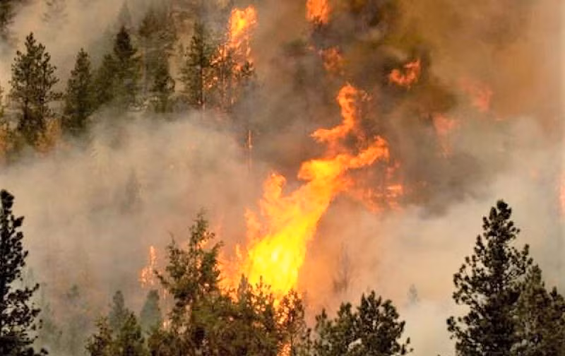 PAH có thể phát sinh từ đốt cháy không hoàn toàn các chất hữu cơ trong các đám cháy rừng tự nhiên. Mức độ PAH cao đột ngột được phát hiện ở khoảng thời gian giữa kỷ Phấn trắng và kỷ Đệ tam, là cao gấp hơn 100 lần mức ở các lớp đất đá liền kề. Hiện tượng này được giải thích là do các đám cháy rừng rất lớn đã hủy khoảng 20% sinh khối trên mặt đất trong.