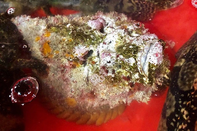 Chẳng hạn như: có con thì toàn thân có một màu đỏ như thỏi son, con thì đen sậm, lấm chấm xanh; số còn lại thì chẳng khác gì những cục san hô đã chết…