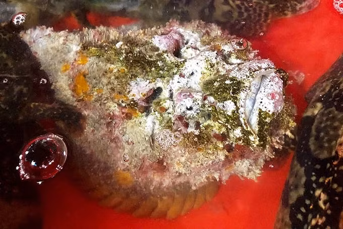 Chẳng hạn như: có con thì toàn thân có một màu đỏ như thỏi son, con thì đen sậm, lấm chấm xanh; số còn lại thì chẳng khác gì những cục san hô đã chết…