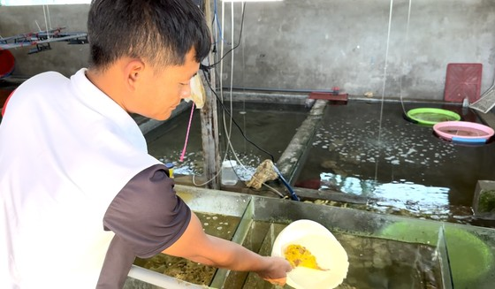 Con cá nặng khoảng 300 gram, thân hình xù xì, có nhiều gai nhọn. Màu sắc trên thân cá thuộc diện "độc nhất vô nhị". Cá mặt quỷ thường có màu xám hoặc nhiều màu sắc loang lổ để ngụy trang. Riêng con cá này có màu vàng óng rất nổi bật.