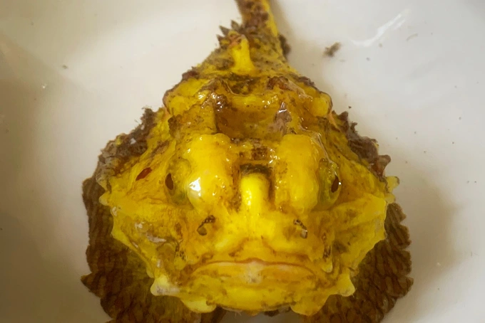 Anh Dương Trung Hậu (huyện đảo Lý Sơn, tỉnh Quảng Ngãi) đang sở hữu con cá mặt quỷ toàn thân vàng óng. Nhiều ngư dân địa phương cho biết đây là lần đầu tiên họ nhìn thấy con cá mặt quỷ có màu sắc khác lạ như vậy.