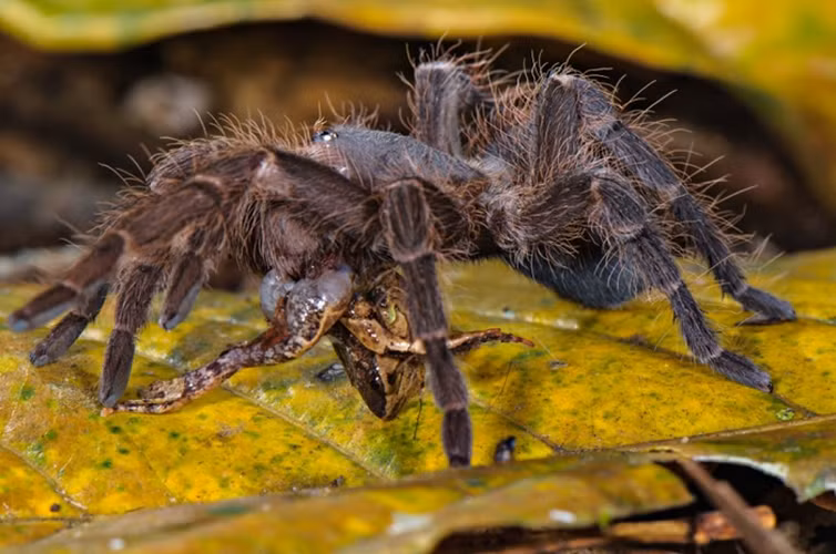 Nhện Turantula có kích thước khá lớn so với những loài nhện khác. Cơ thể của nhện Turantula trưởng thành có thể dài tới hơn 12cm, sải chân dài 70cm.