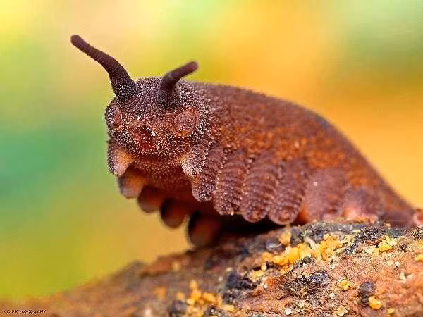 4. Giun nhung: Loài giun này săn các loài động vật không có xương sống. Chúng tiết ra một loại chất keo đặc biệt tiết ra từ phía lưng để giữ chặt con mồi.