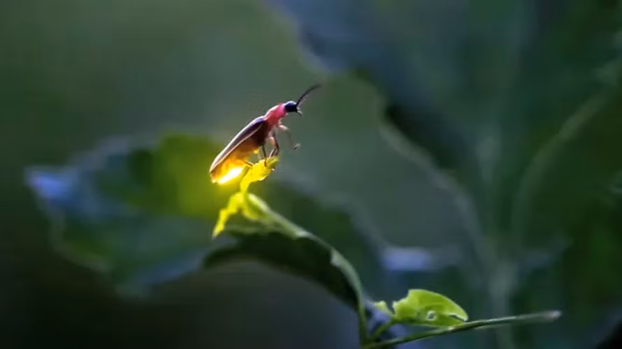 Một số con cái cố tình bắt chước số lần phát sáng của loài đom đóm khác, thu hút con đực của loài khác đến với nó. Nó sẽ ăn ngay lập tức khi con đực tiến gần. Đom đóm đực rất giàu các hóa chất phòng thủ, con cái sẽ tiêu thụ và sử dụng chúng để bảo vệ trứng của nó.