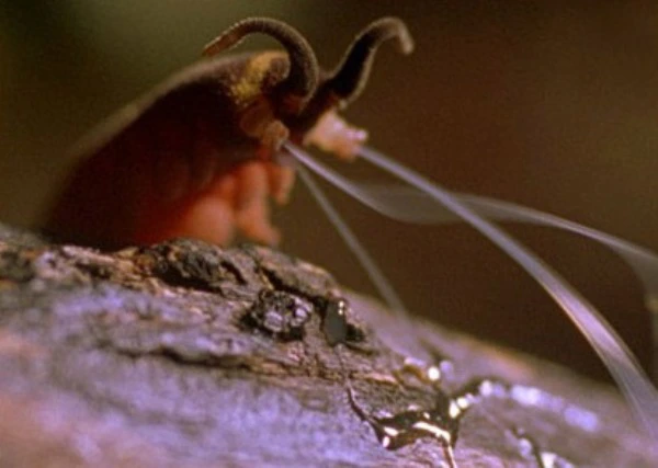 Kẻ xấu số càng cố thoát thân thì càng dính chắc hơn vào lớp chất keo đó.