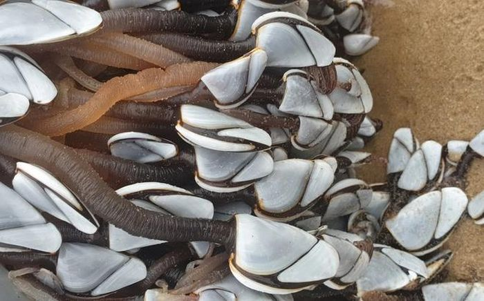 John nói rằng chỉ khi về tới nhà và tìm hiểu thêm anh mới biết bản thân vừa bắt gặp một sinh vật hiếm thấy tới mức nào.