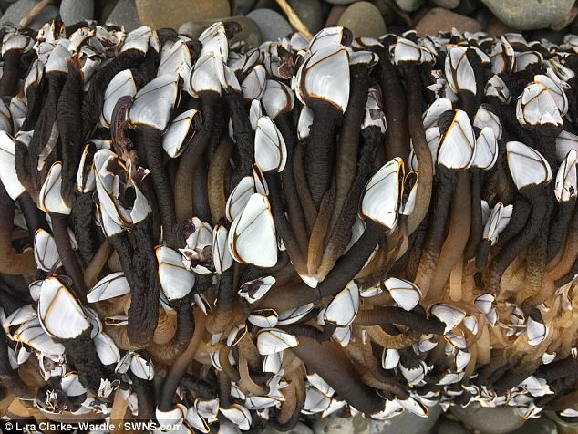 "Đi lặn bắt hà ngỗng mà lờ đi đại dương với những điều không ngờ tới thì rất dễ bị thương hoặc tử nạn. Rất nhiều trường hợp thợ lặn bị bất tỉnh và chết chìm đã xảy ra. Người may mắn thì có thể bị thương ở tay, chân hoặc trầy xước do đá sắc cắt qua bộ đồ lặn".