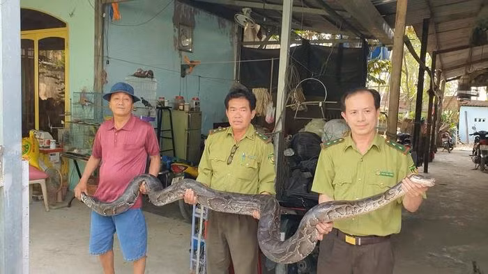 Được biết, con trăn đất quý hiếm này được ông Nguyễn Văn Kéo (52 tuổi), trú tại địa bàn phường Tân Tạo A, quận Bình Tân, TP.HCM nuôi làm thú cưng gần hai năm nay.