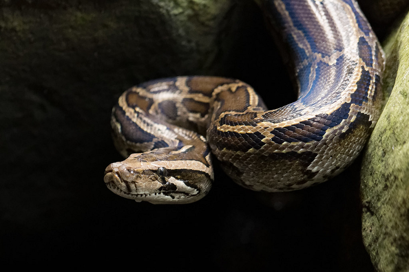 Phân loại dưới loài của Trăn đất đang gặp nhiều tranh cãi, trong đó phân loài Python molurus bivittatus đã được đề xuất phân loại thành một loài với danh pháp Python bivittatus.