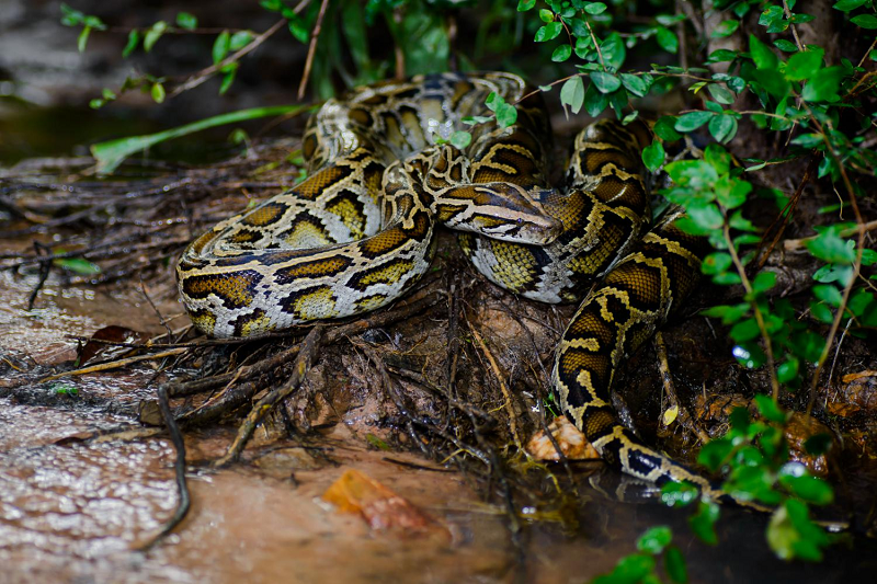 Trăn đất cái thường đẻ 15-25 trứng mỗi lứa, chúng quấn quanh tổ để canh trứng.