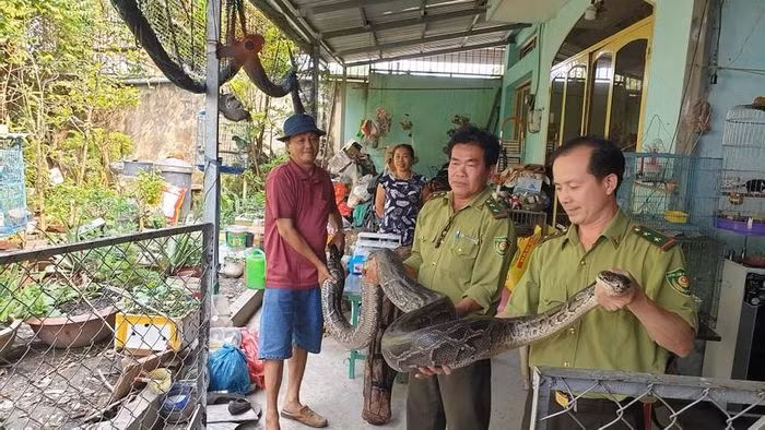 Tuy nhiên, hơn 1 năm trước, trong khi cho ăn, ông Kéo đã bị con trăn vô tình cắn trúng tay, phải tìm đến bác sĩ để thăm khám.