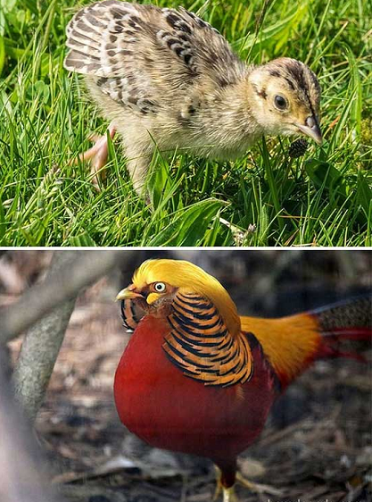 1. Chim trĩ vàng là một trong những loài chim dậy thì thành công nhất trong thế giới loài chim. Chúng có sự lột xác ngoạn mục giữa thời thơ bé và khi trưởng thành.