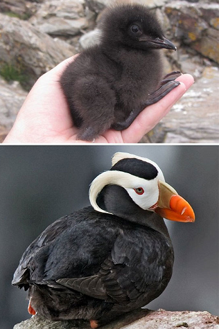 10. Hải âu cổ rụt mào lông, lớn lên xinh đẹp nổi bật nhưng thời nhỏ dung mạo lại xoàng xĩnh.