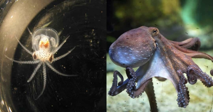 2. Những chú bạch tuộc trong giai đoạn đầu đời có hình dạng khá khác so với khi chúng trưởng thành. Chúng trông gần giống như những con nhện nước nhỏ.