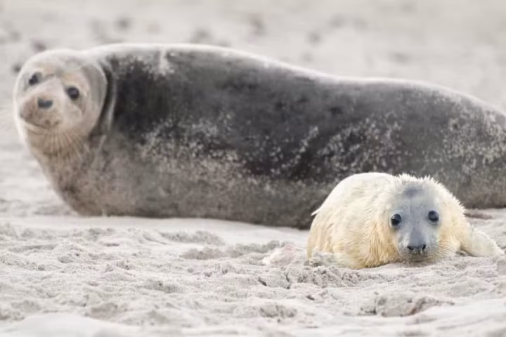 4. Những chú hải cẩu xám lúc mới sinh ra có màu trắng nhưng sau đó sẽ chuyển thành màu xám, hoặc đôi khi là màu nâu.
