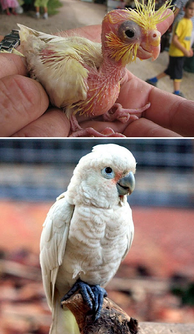 9. Không ai ngờ con vẹt mào Goffin hồi bé trông trụi lũi vài cọng lông, khi lớn lên lại trắng trẻo đáng yêu như thế.